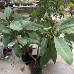 Planta plumeria hawaiana