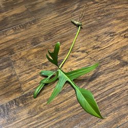 Philodendron  (pls Read Description Below)