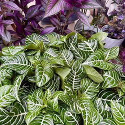 Plants (4”pot🌿Zebra )