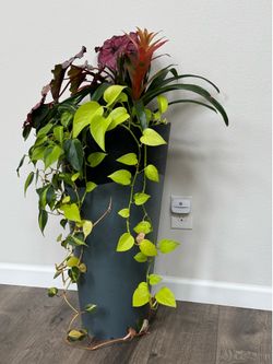 Assorted plant