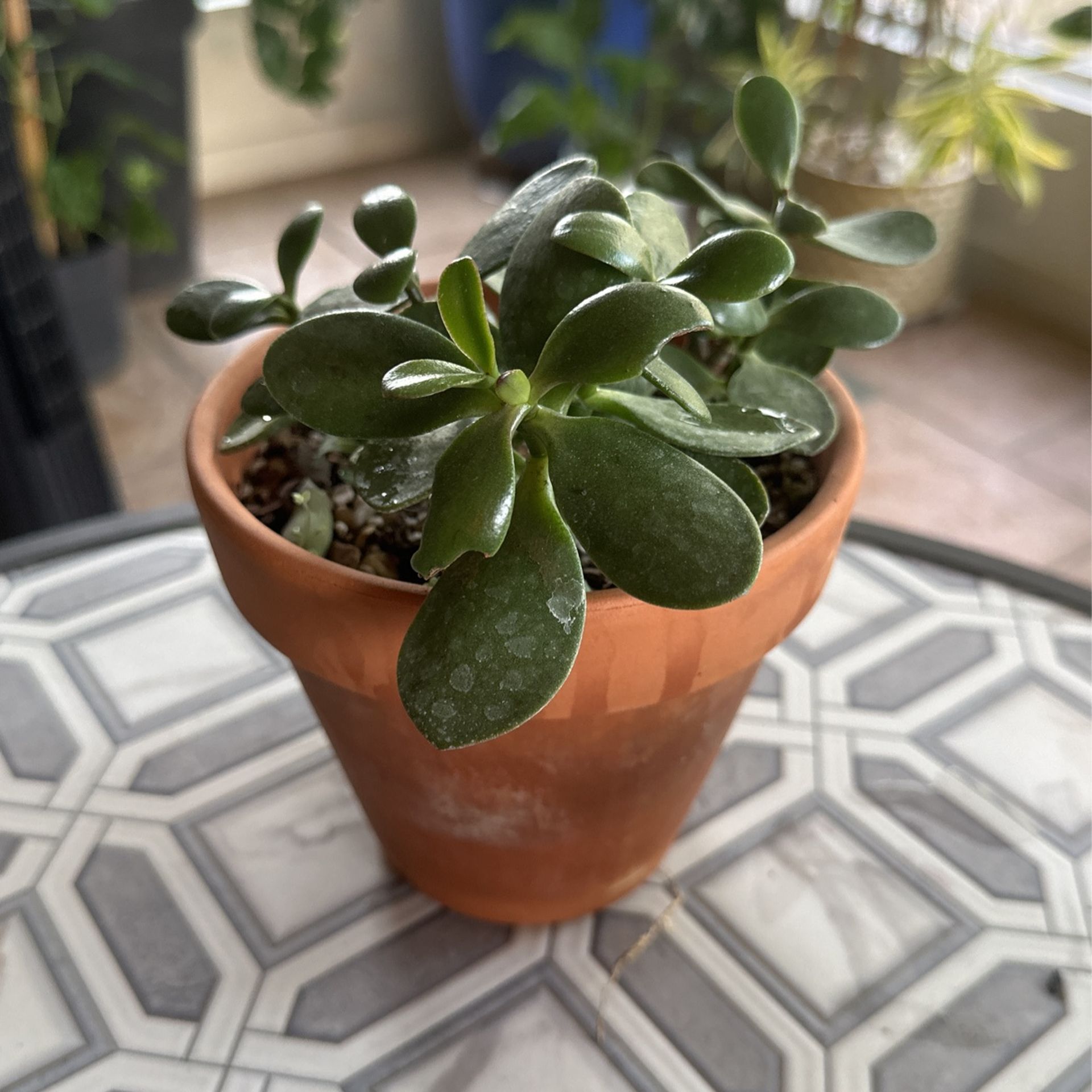 Jade Succulent