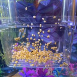 Mystery Snail Babys For Free