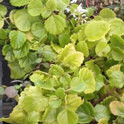 Succulents And More.