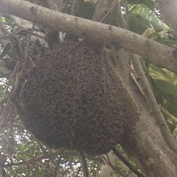 Bee 🐝 Hive 