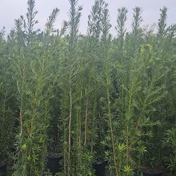 Huge Podocarpus For Instant Privacy Hedges 🌳🤩🏡