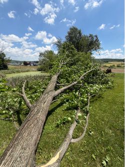 Free logs for firewood or lumber. Must cut