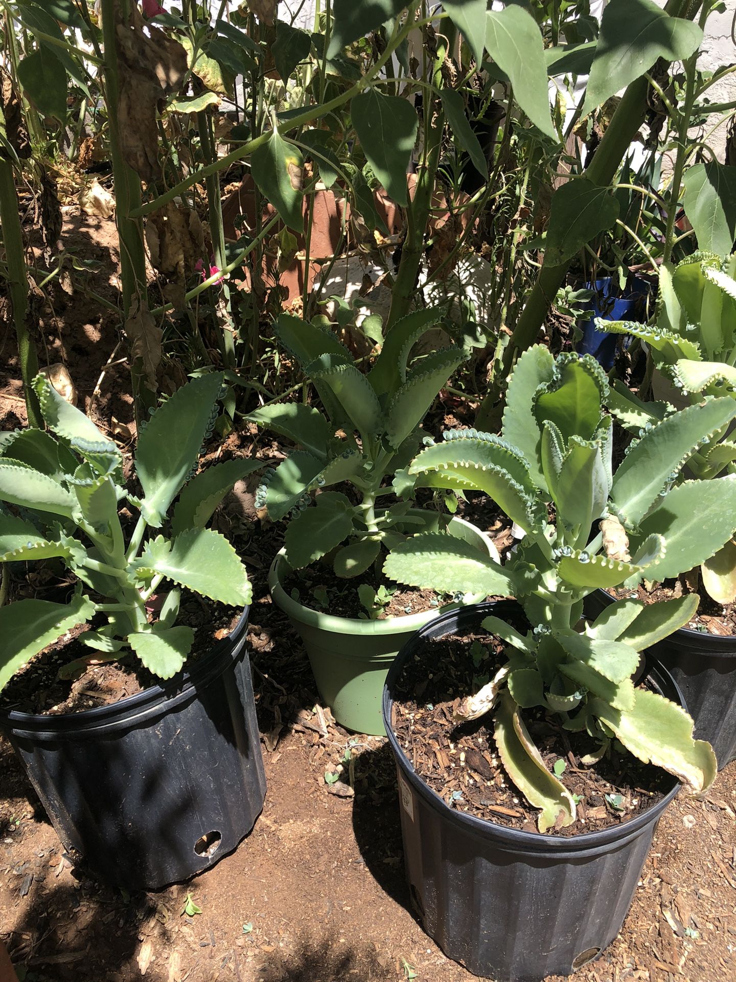 Kalanchoe Mother of Thousands Plant