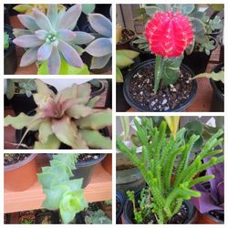 Plants @ $3each