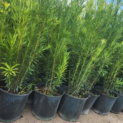Beautiful Podocarpus Plants For Privacy!!! About 4 Feet Tall!! Fertilized 