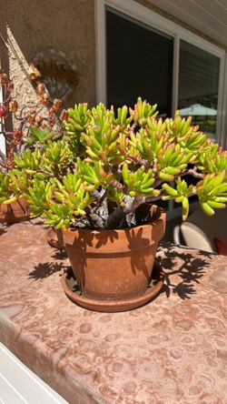 Succulents all kinds of different sizes $10 each