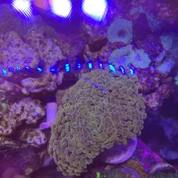 Corals