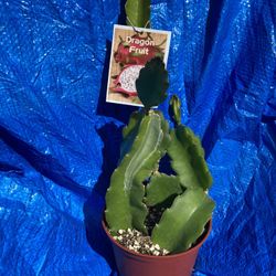 6” Dragon Fruit