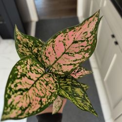 Aglaonema Pink Houseplant 
