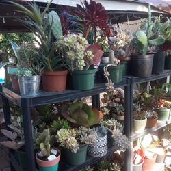 Cactus, Succulents  For Sale