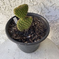 6 Inch Pot Cactus Plant - Optunia Microdasys Golden Swirl Cactus - Live Cacti - Rooted & Established - Drought Resistant - 🌵