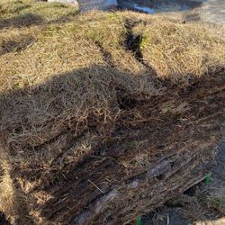 Bahia Sod