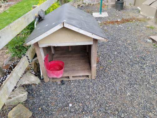 Dog House