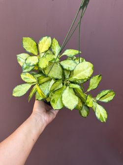 6” Hoya Lisa