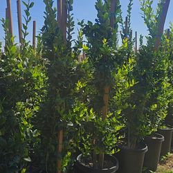 Ligustrum japonicum 'Texanum'