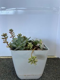 Mixed Succulent Arrangement in 6” inch Pot