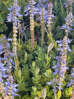 Scaredy Cat plant Coleus Canina keep cats out of your garden