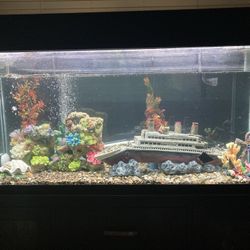 Aquarium Set Up 