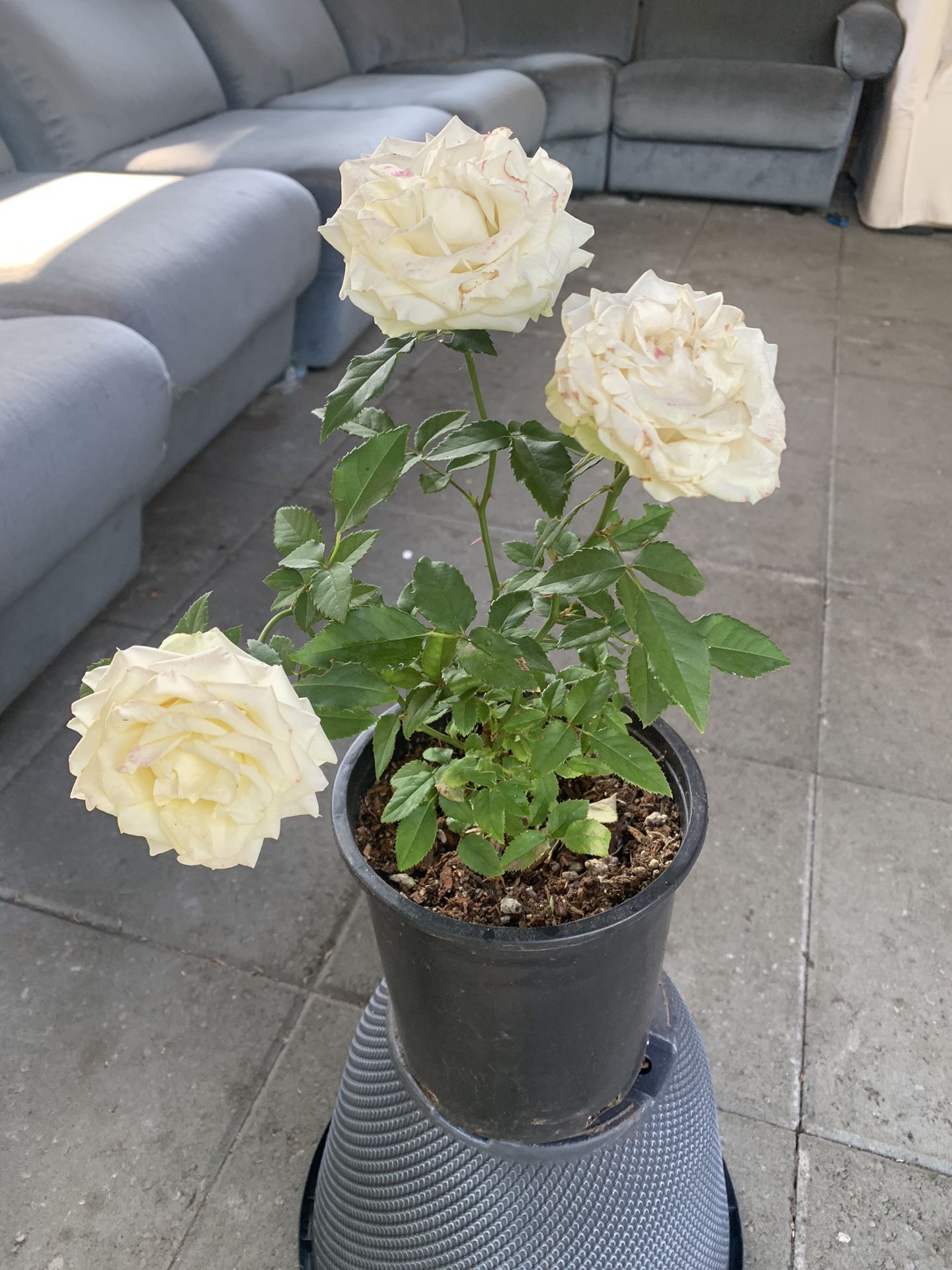 White rose