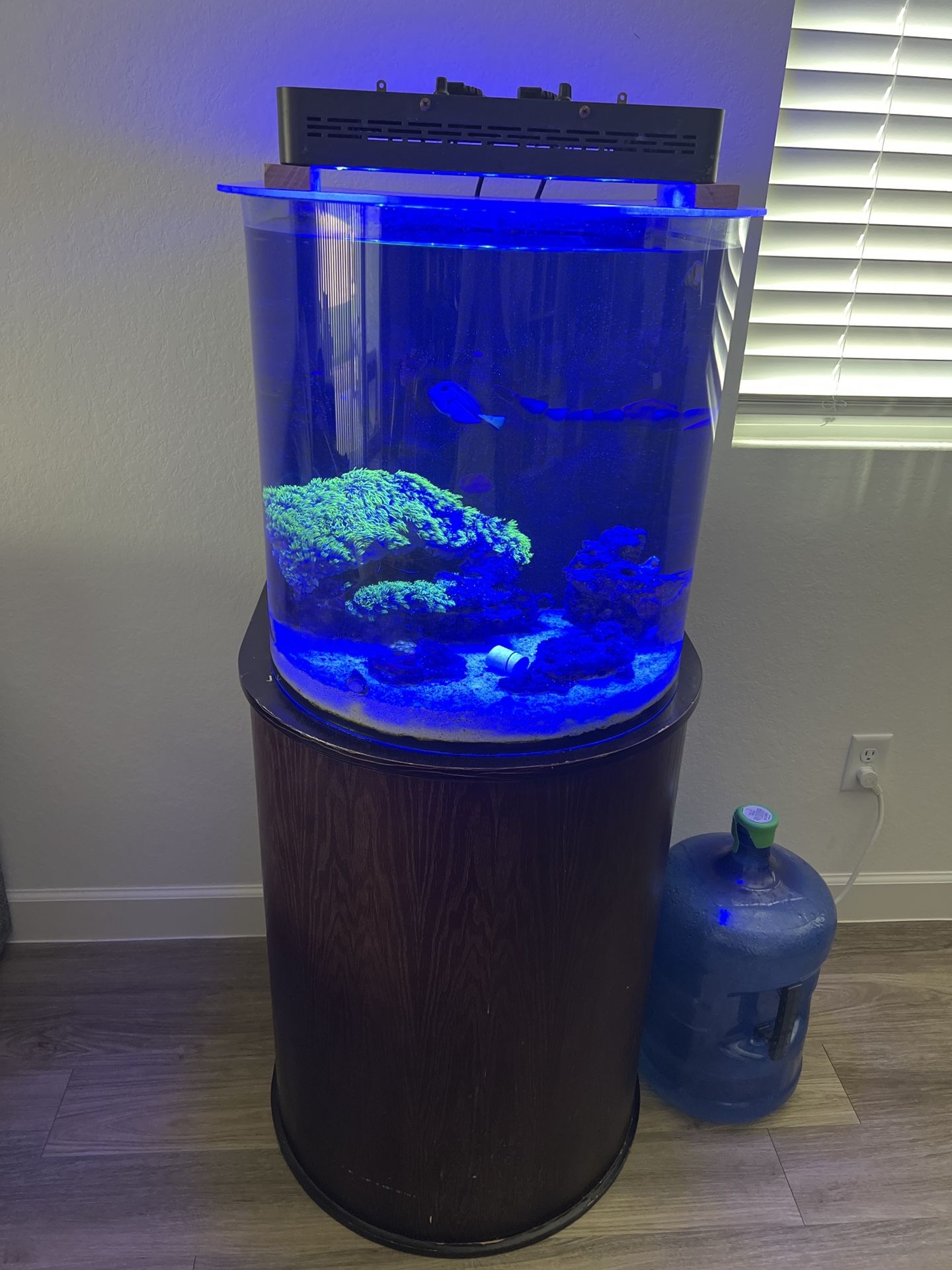 Salt Water Fish Tank