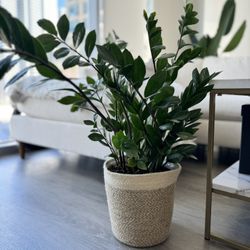 Zz Plant With Woven Pot