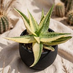 Maculata variegated.