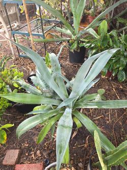Blue agave