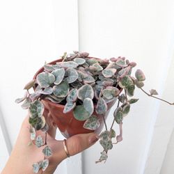 Ceropegia Woodii Strings Of Hearts Variegated Plant 4" Pot - Indoor House Plants 
