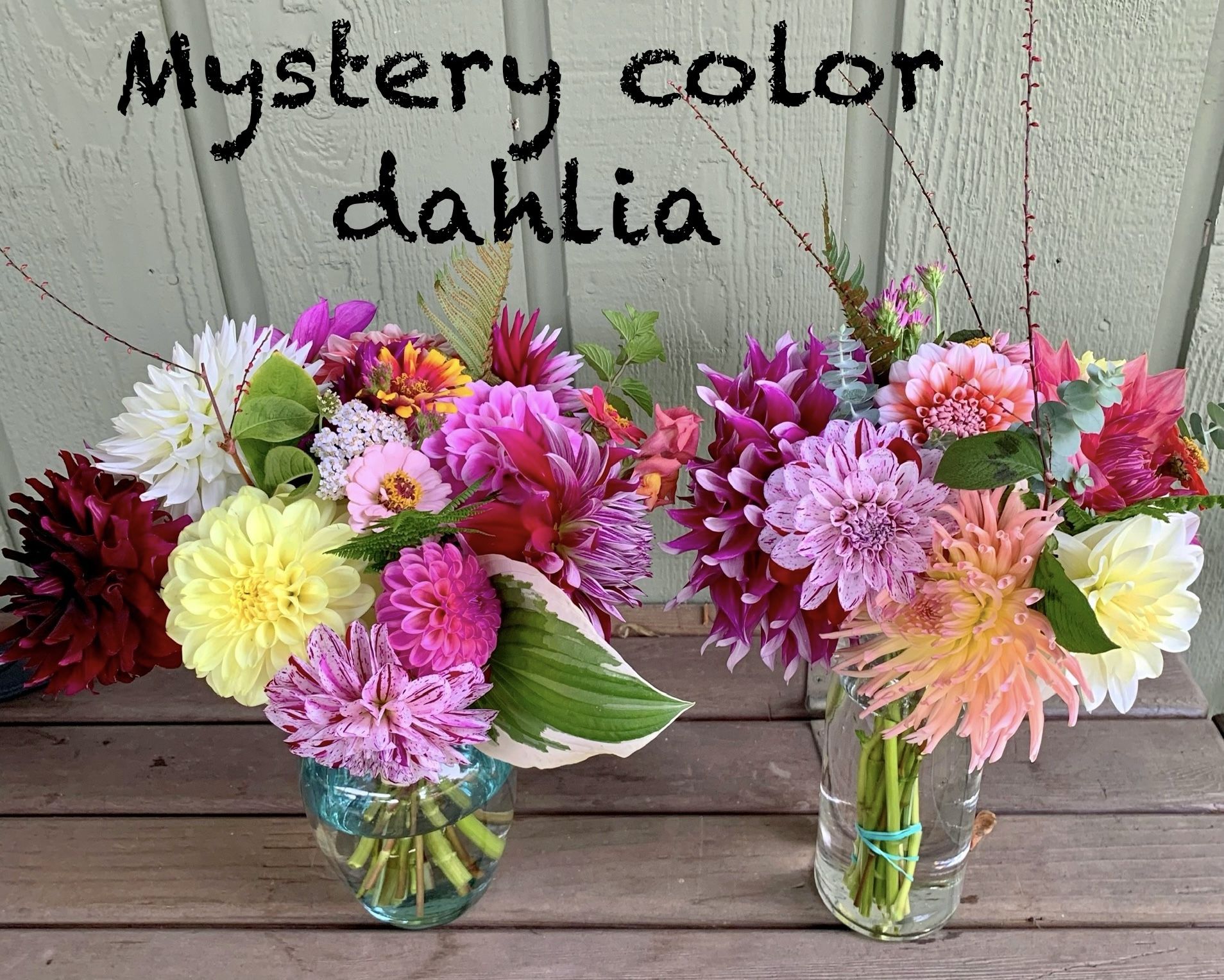 Local Healthy Dahlia Tubers For Sale