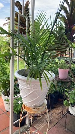 Plantas 🪴