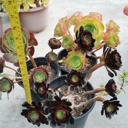 ❤buy 2 get 1 free 3 kinds succulent aeonium Collection Mother & daughters