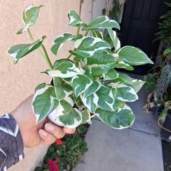 Small N'Joy Pothos Plant $13