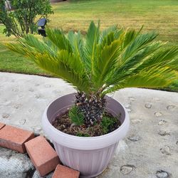 Sago Palm Trees