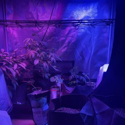 Grow Tent With Trellis, 2 Lights And Exhaust Fan