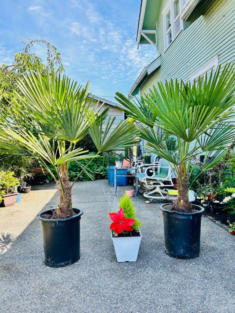 $129 Each Windmill Palm 🌴