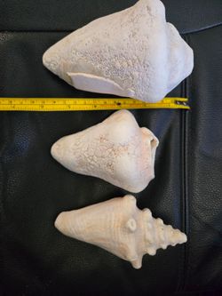 Shells