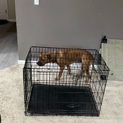 Dog Kennel , 