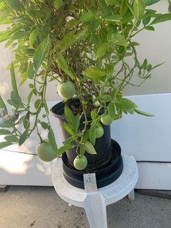 F2- Pepino Plant 長生果樹