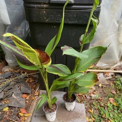 Cannas Perennial