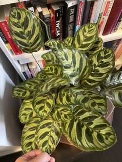Calathea Plant