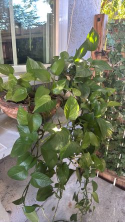 Pothos Trailing Houseplant in Hanging Basket