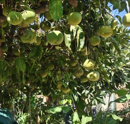 sapote fruit,(el monte)pick up