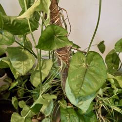 🌿 Syngonium Arrowhead Plant – Climbing Indoor Plant 🌿