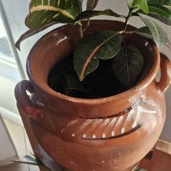 For Sale: Decorative Clay Pot with Croton Plant
