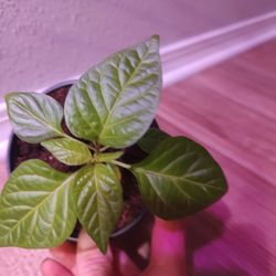 Spanish Habanero Pepper Plant #1