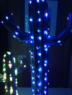 Garden cactus